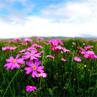 皇冠新体育手机app下载